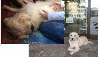 Sheldon, der Lesehund!